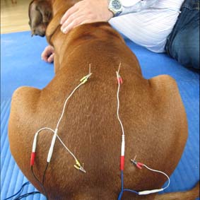 Der elektrische Impuls wird über die 
Akupunkturnadel übertragen